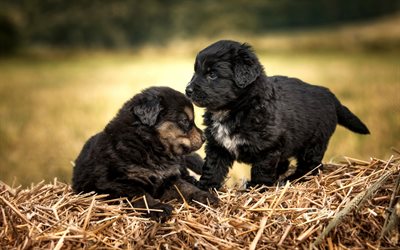 small black puppies, cute animals, small dogs, curly puppies, pets, dogs, wheat, field