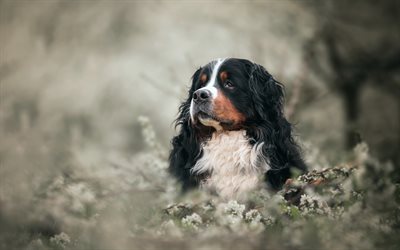 Bernese Mountain Dog, preto e branco c&#227;o, animais de estima&#231;&#227;o, c&#227;o em flores, animais fofos, cachorros, Bernese C&#227;o De Gado