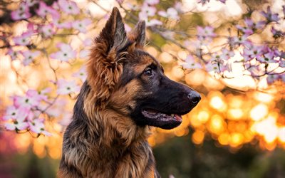German Shepherd, bokeh, flower, close-up, cute animals, puppy, dogs, German Shepherd Dog