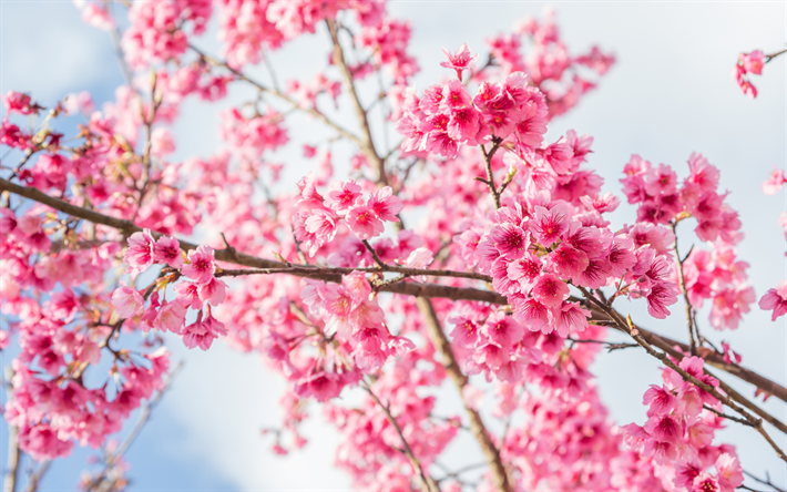 vaaleanpunaiset kukat, kev&#228;t, sakura, cherry blossom, puutarha, hedelm&#228;puita