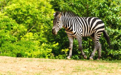 zebra, ray&#233; des animaux, de l&#39;Afrique, de la faune, l&#39;&#233;t&#233;, le petit z&#232;bre