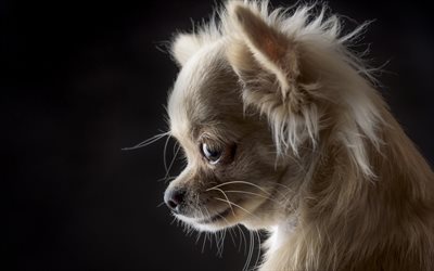 Chihuahua, liten vit hund, fluffig vit valp, husdjur, hundar
