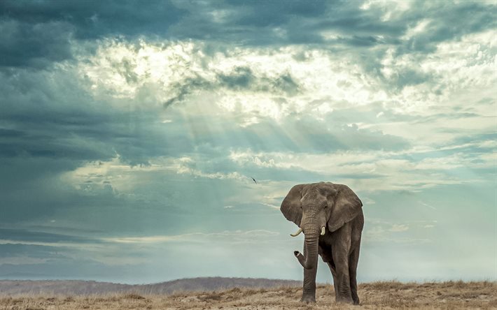stor elefant, kv&#228;ll, solnedg&#229;ng, molnig himmel, moln, elefanter, Afrika, vilda djur