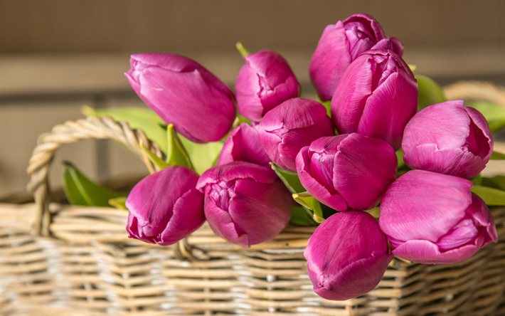 tulipani viola, fiori primaverili, bouquet di tulipani, tulipani in un cesto, fiori viola