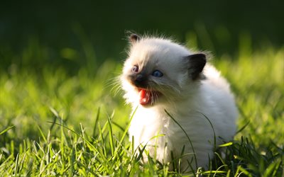Ragdoll, 4k, kittens, rage, grass, cute animals, cats