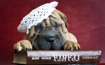 shar pei, little sleeping puppy, pets, cute animals, dogs, book, puppy in glasses