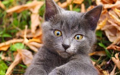 gray cute kitten, small gray cat, British short-haired cat, pets, autumn, cats