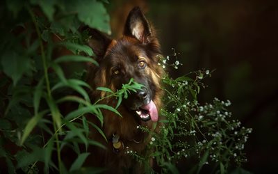 German Shepherd, forest, bokeh, cute animals, summer, dogs, German Shepherd Dog, pets