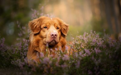 toller, nova scotia duck tolling retriever, brown dog, wildflowers, brown retriever, dogs, Canadian breed of dogs