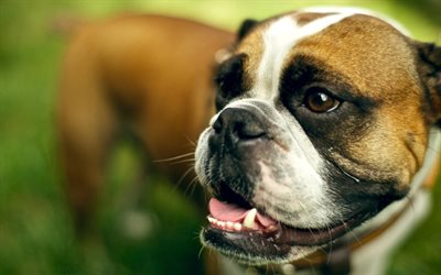 Boxer Dog, muzzle, bokeh, cute animals, close-up, pets, dogs, Boxer