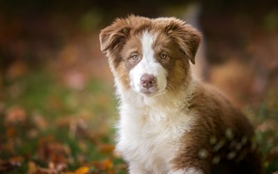 Australian Shepherd, brown-white puppy, cute animals, pets, dogs, Aussie