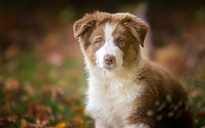 Download wallpapers Australian Shepherd, brown-white puppy, cute pets, dogs, Aussie for desktop free. Pictures for desktop free