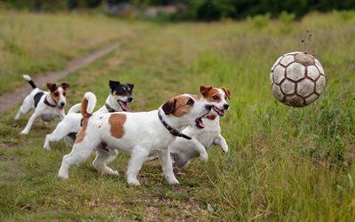 Jack Russell Terrier, football, pets, puppies, dogs, cute animals, Jack Russell Terrier Dog