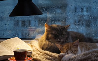 cute cats, evening, sleeping fluffy cats, pets, lamp, table, cats