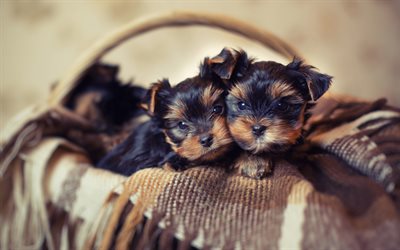 yorkshire terriers, little cute puppies, basket, pets, dogs, puppies in the basket