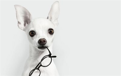 Chihuahua, close-up, glasses, dogs, white chihuahua, cute animals, pets, Chihuahua Dog