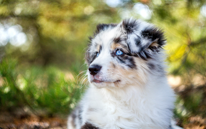 bianco cucciolo con gli occhi azzurri, pastore Australiano, bianco peloso cucciolo di cane di piccola taglia, Aussie, animali domestici, cani