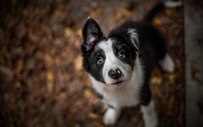 small puppy, border collie, white black puppy, small dog, pets, cute animals, dogs