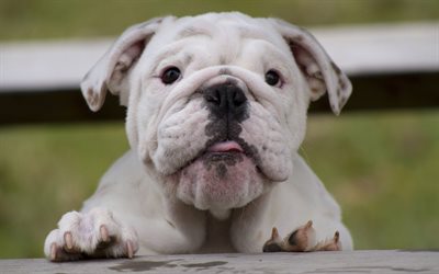 English Bulldog, puppy, cute animals, pets, close-up, English Bulldog Dogs, funny dog