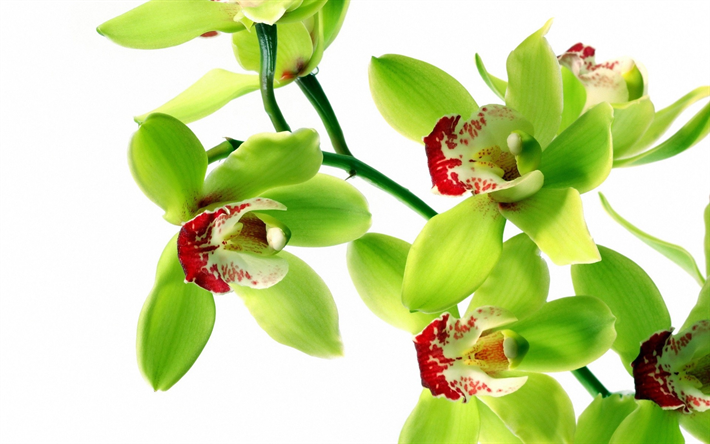 green orchids, tropical flowers, orchids branch, green flowers, orchid