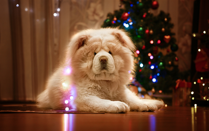 Chow Chow, beyaz t&#252;yl&#252; k&#246;pek, sevimli hayvanlar, evcil hayvanlar, k&#246;pek, Noel, Yeni Yıl