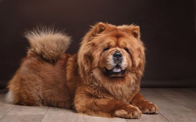 Chow Chow, 4k, furry dog, pets, brown Chow Chow, Songshi Quan, cute dogs, dogs, Chow Chow Dog