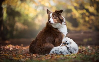 Border collie, brown dog, mom and cub, white puppy, cute animals, dogs