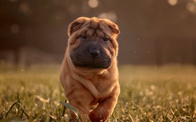 Shar Pei, brown puppy, evening, sunset, small dogs, pets, Cantonese Shar-Pei, puppies, dogs
