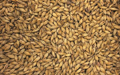 Barley textures, macro, cereal textures, brown backgrounds, Barley, grain textures, background with barley