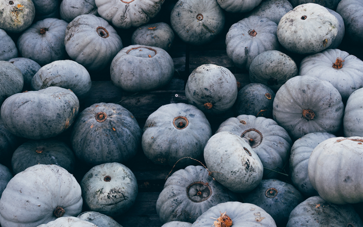 grigio zucca, autunno, raccolto, zucca, sfondo di Halloween, verdure, sfondo grigio con zucche