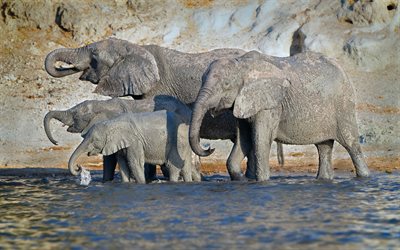 elephants, lake, Africa, wildlife, families of elephants, gray elephants, baby elephant, wild animals