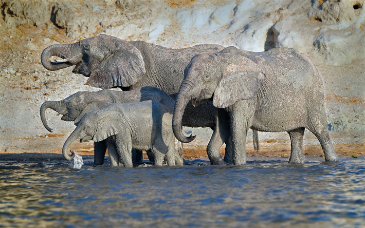 elefanten, see, afrika, wildlife, familien von elefanten, grauen elefanten, elefantenbaby, wilde tiere