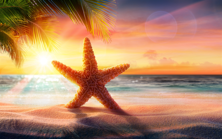 4k, stella di mare, tramonto, mare, spiaggia, palme, sabbia