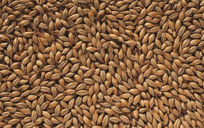 malt grains textures, 4k, macro, cereal backgrounds, cereal textures, grains textures, brown grains background