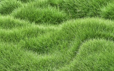 緑の草波質感, 4k, 植物感, グリーンバック, 近, 草感, 緑の芝生, 緑の芝生の質感, 草背景, マクロ