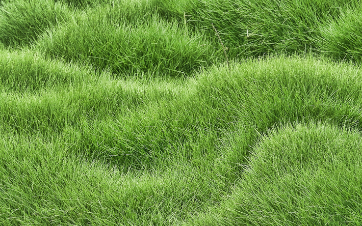 العشب الأخضر نسيج متموج, 4k, مصنع القوام, الأخضر الخلفيات, قرب, العشب القوام, العشب الأخضر, العشب الأخضر الملمس, العشب خلفيات, ماكرو