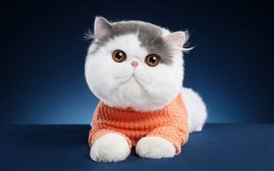 İngiliz shorthair kedi, komik kedi, sevimli hayvanlar, bokeh, evcil hayvanlar, İngiliz Shorthair, kediler, evcil kedi
