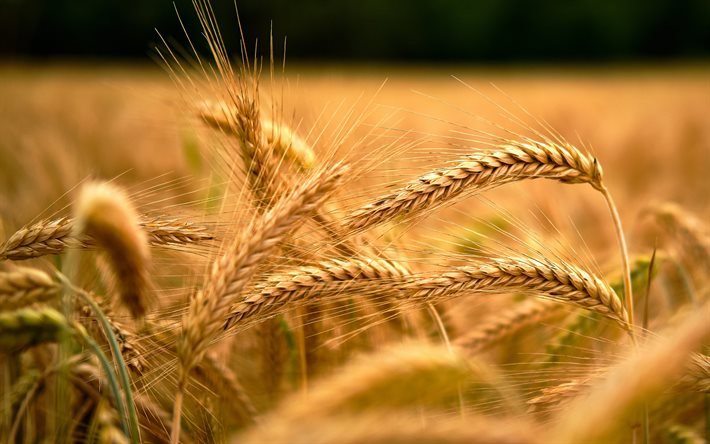 espigas de trigo, cosecha, trigo, campo de trigo, espigas, fondo con trigo