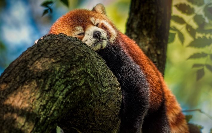panda rouge endormi, faune, ours, ours mignon, pandas, Ailurus fulgens, panda rouge