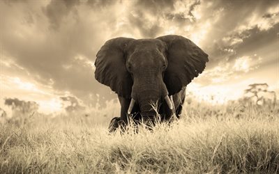 Elefante, &#193;frica, a vida selvagem, grama
