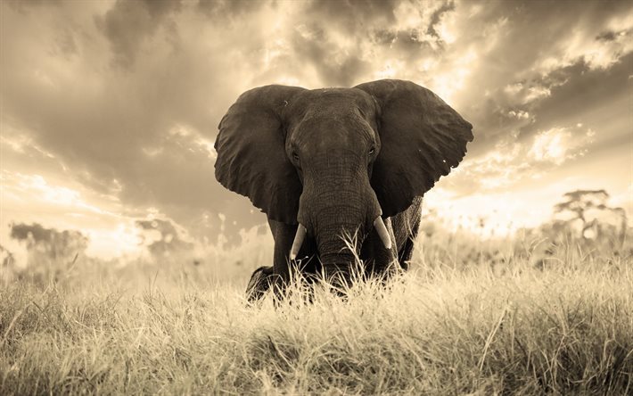 Elefant, Afrika, vilda djur, gr&#228;s