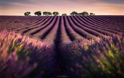lavender, sunset, flower field, field of lavender, purple flowers