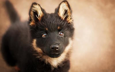 German shepherd, small black puppy, pets, cute dogs, puppies
