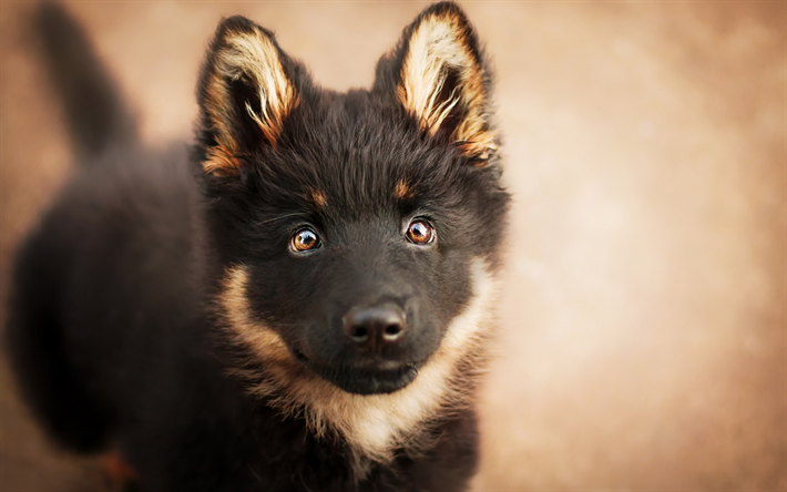 deutscher sch&#228;ferhund, kleiner schwarzer welpe, haustiere, niedlich, hunde, welpen