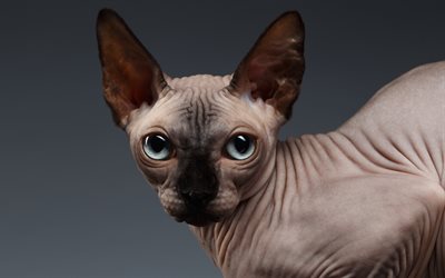 Gato Sphynx, ojos grandes, pelo de gato, mascotas, gatos