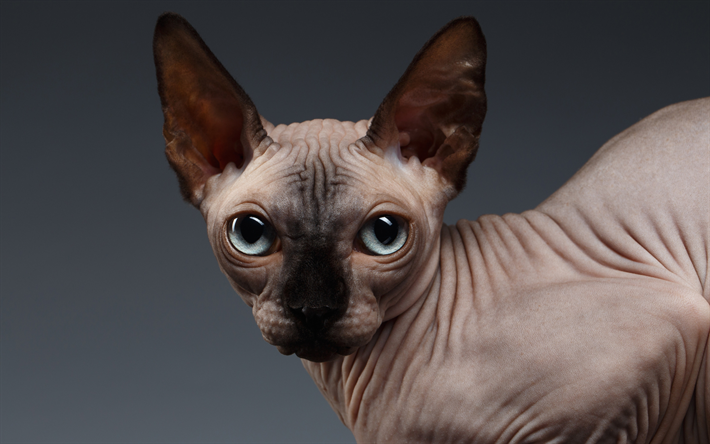 Chat Sphynx, avec de grands yeux, poils de chat, les animaux de compagnie, les chats