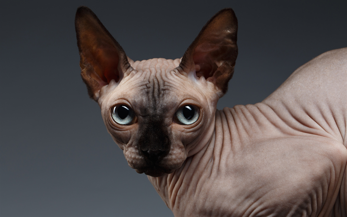 sphynx-katze, gro&#223;e augen, unbehaarte katze, haustiere, katzen