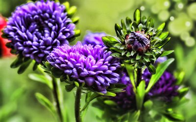 mor felaketi, yakın &#231;ekim, tomurcuk, mor &#231;i&#231;ekler, makro, HDR, Aster