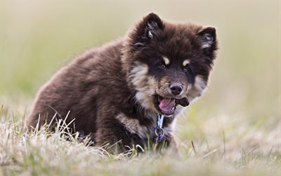 Finnish Lapphund, close-up, pets, puppy, dogs, brown finnish lapphund, cute dog, Finnish Lapphund Dog