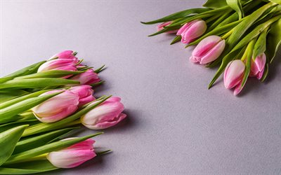 Vaaleanpunainen tulppaanit, kukka tausta, vaaleanpunaiset kukat, kev&#228;&#228;n kukat, tulppaanit, 8 maaliskuuta, kimppuja